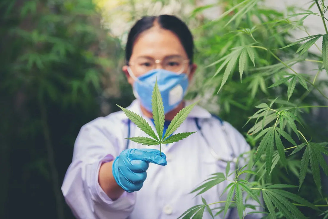 Cannabinoide (kannabinoid)