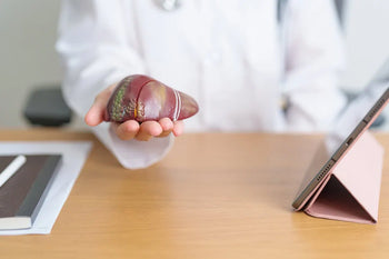 A CBD olaj hatása a májra: tények és tévhitek a biztonságos használatról